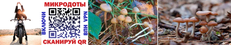 Псилоцибиновые грибы Cubensis  Каневская 